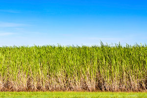 Healthy Crop Healthy Crop